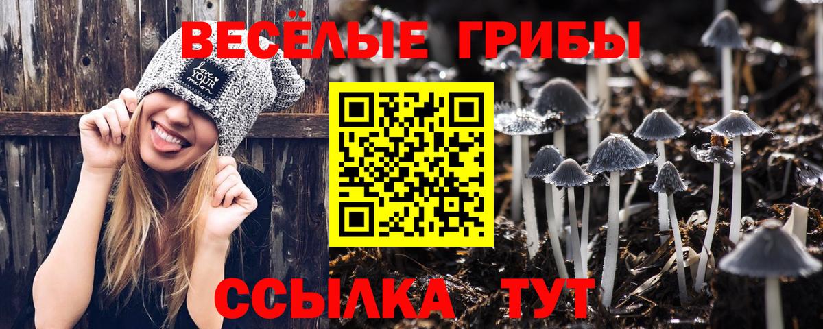 Галлюциногенные грибы Psilocybe Тулун